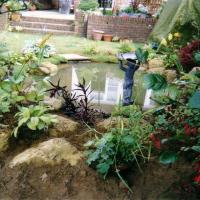 Garden with pond